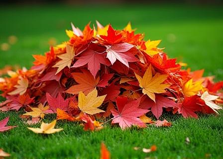 A neat pile of autumn leaves on a lawn during a seasonal clean-up.